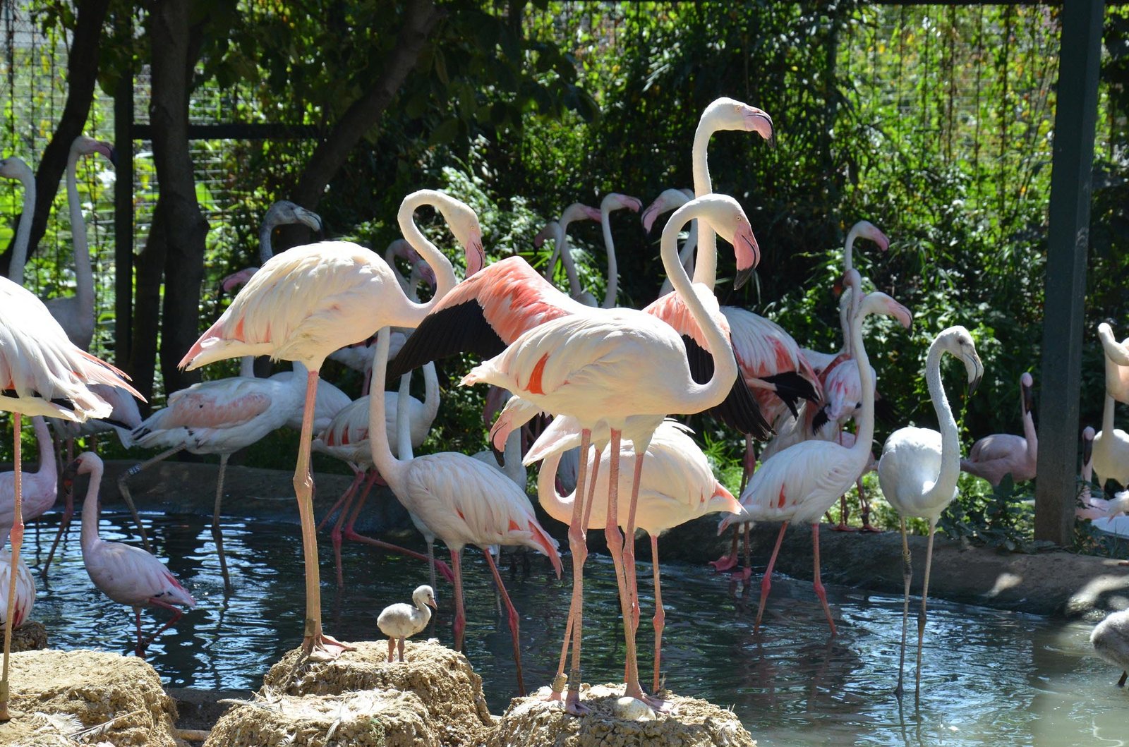 zoo in istanbul